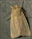 2197 (73.294) Southern Wainscot